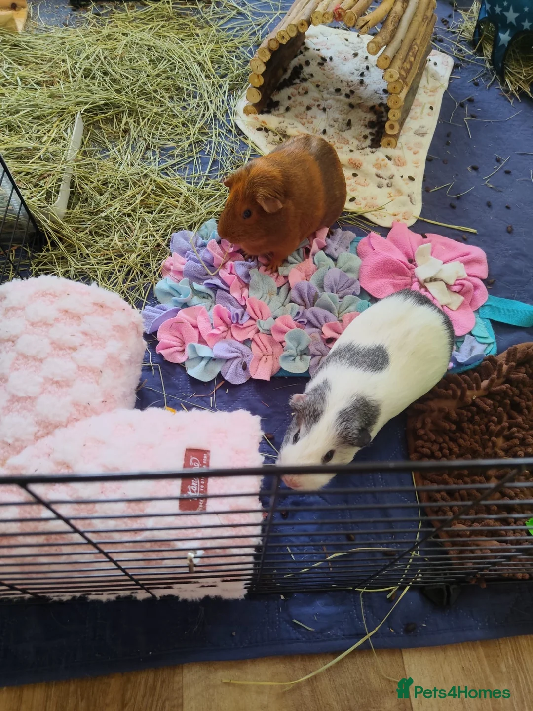 Guinea Pig rodents for sale: LOOKING FOR A LOVING FOREVER HOME  - Advert 1