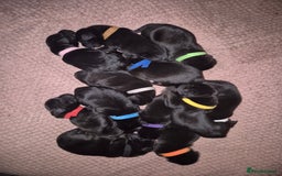 Mixed Breed dogs for sale: Staffador puppies - Image 3