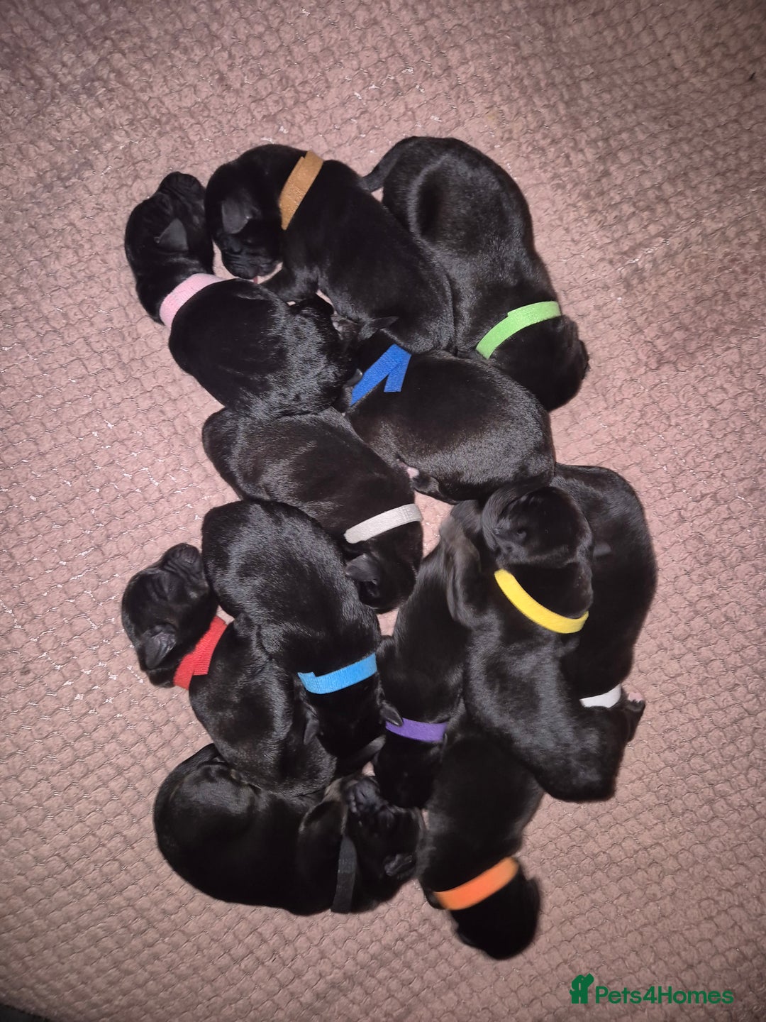 Mixed Breed dogs for sale: Staffador puppies - Image 3
