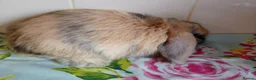 Mini Lop rabbits for sale: Pedigree Mini Lops in Tamworth - Advert 16