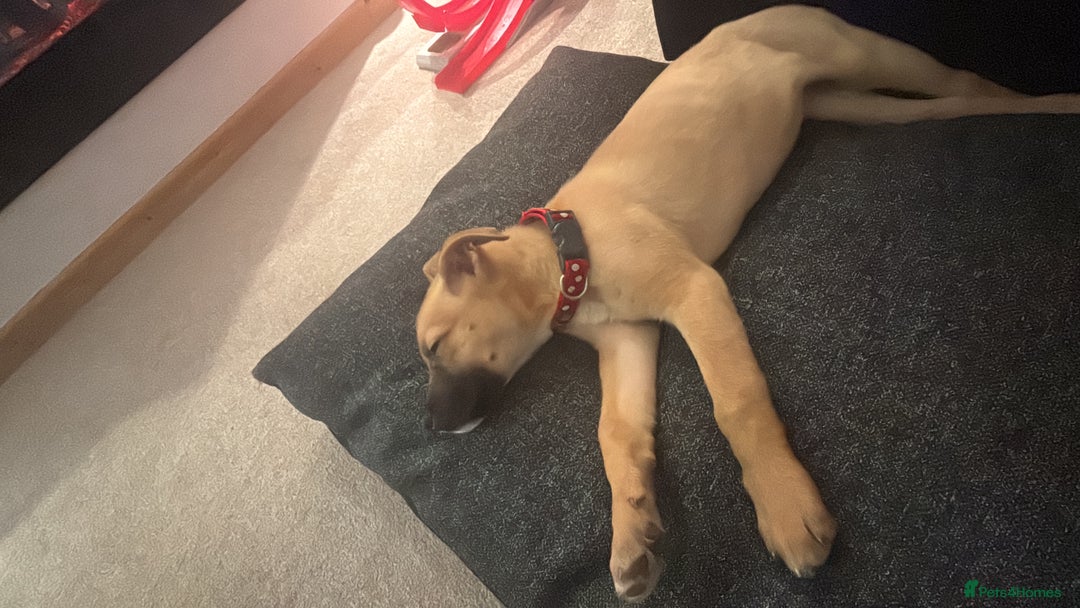 Mixed Breed dogs for sale: American Bulldog X Akita female puppy  - Advert 1