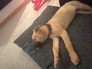 Mixed Breed dogs American Bulldog X Akita female puppy - Advert 4