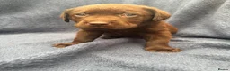 Labrador Retriever dogs for sale: READY NOW 1 Male Chocolate Labrador Puppy - Advert 16