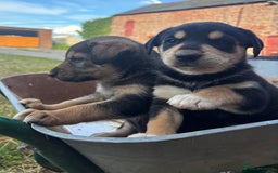 Mixed Breed dogs for sale: Huntaway pups - ready! - Image 5