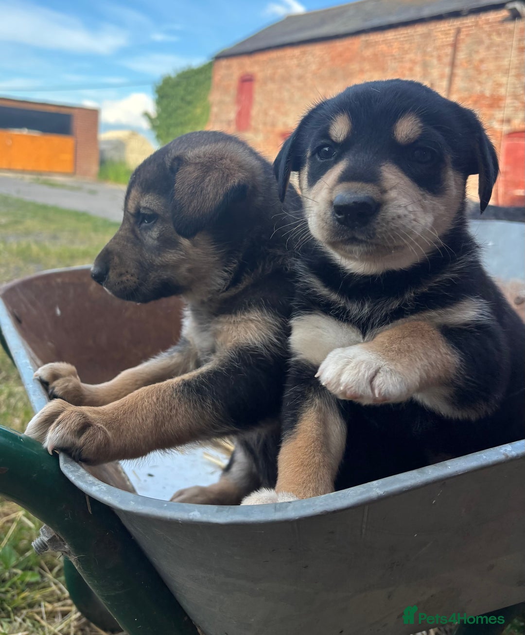 Mixed Breed dogs for sale: Huntaway pups - ready! - Image 5