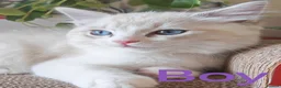 Ragdoll cats for sale: GCCF REGISTERED BEAUTIFUL RAGDOLLS KITTENS  - Advert 21