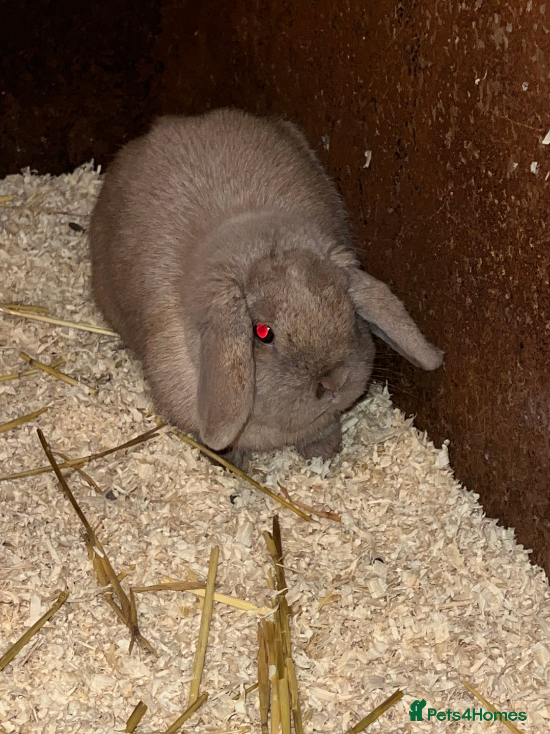 Guinea Pig rodents for sale: Female Lop bunny - Advert 5