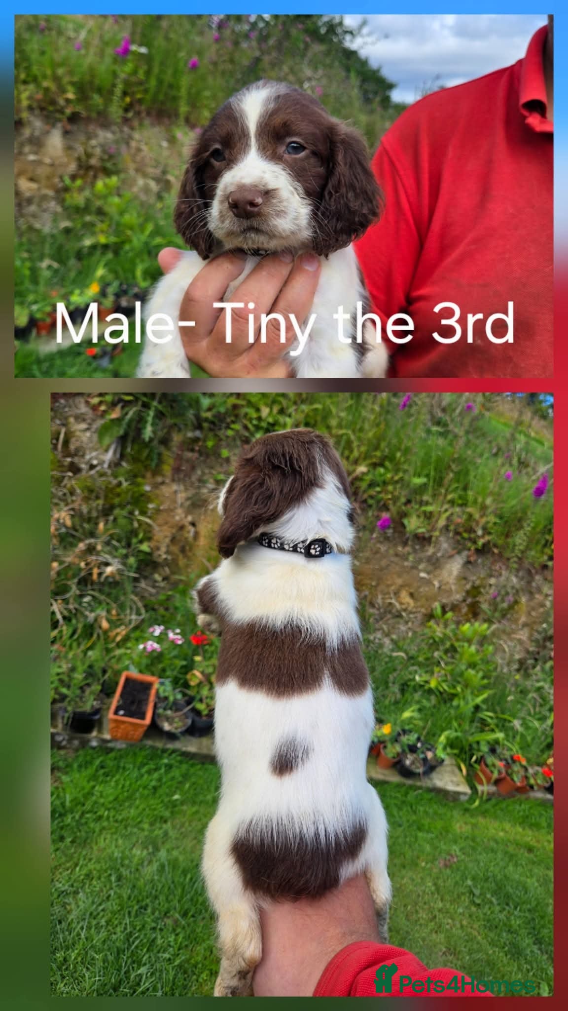 English Springer Spaniel dogs * Ready Now * Springer Spaniel Pups - Advert 2