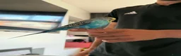 Budgerigars birds for sale: Hand Tame Baby Budgies - Advert 7