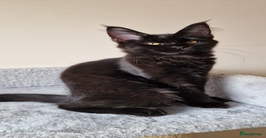 Maine Coon cats - Advert 14