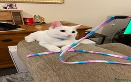 American Shorthair cats for sale: 5-Month American Shorthair Kitten - Advert 2