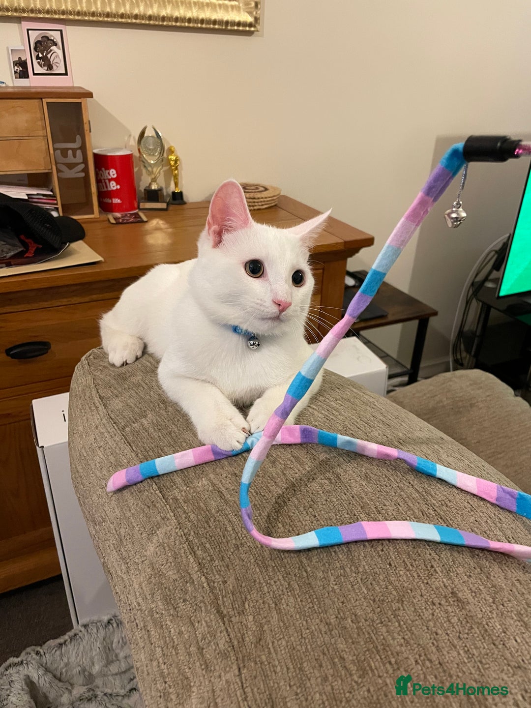 American Shorthair cats for sale: 5-Month American Shorthair Kitten - Advert 2