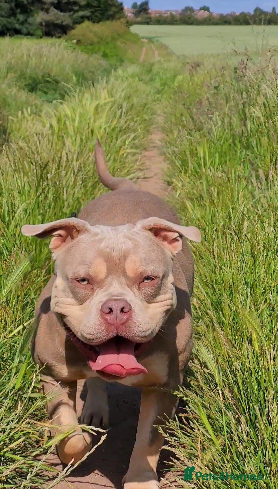 American Bully dogs for sale: Jasmine (Jaz) 3 year old female pocket bully  - Advert 3