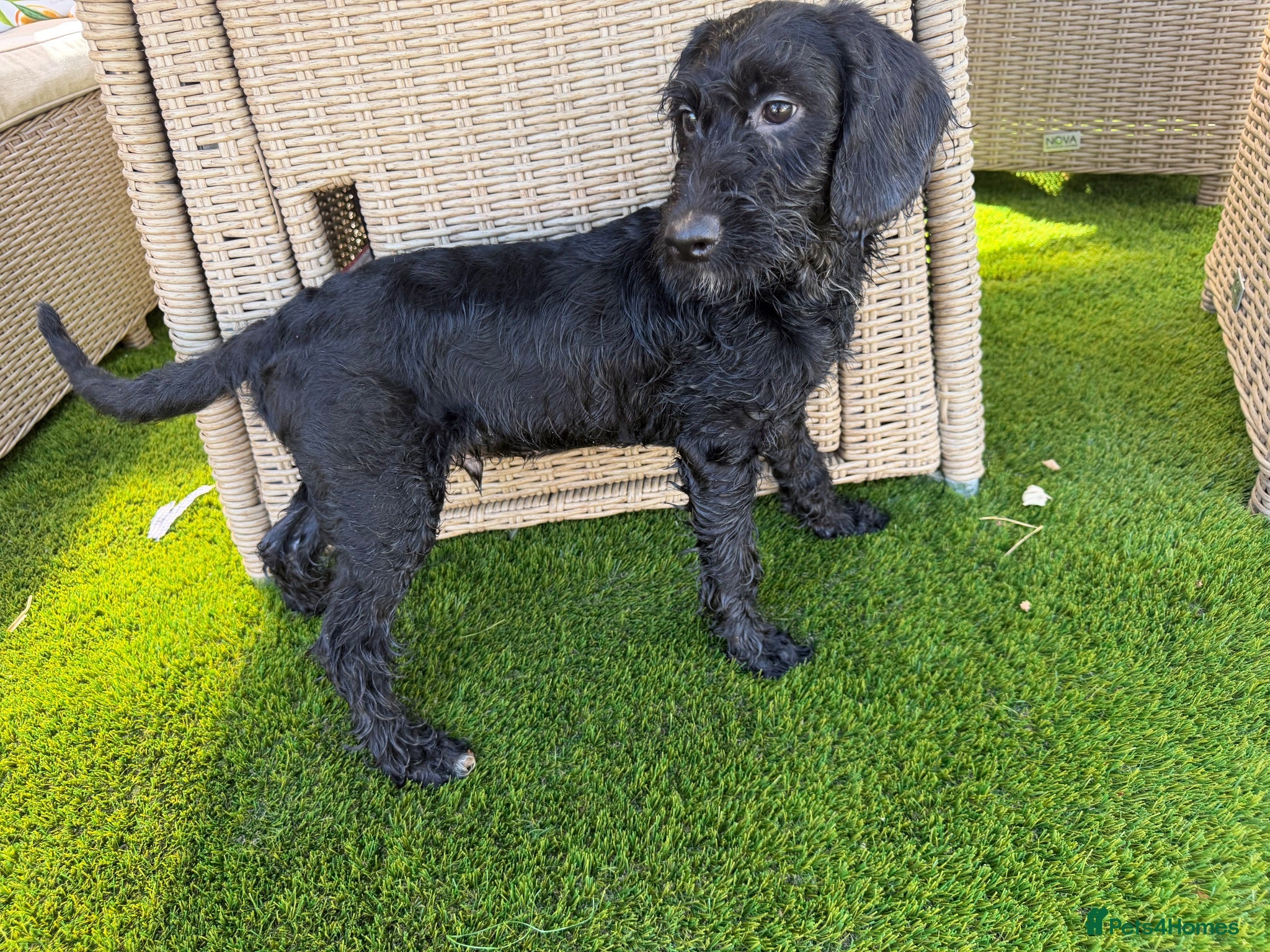 Labradoodle dogs Ready to leave. Beautiful puppies 😍😍 - Advert 1