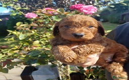 Cockapoo dogs for sale: Last one cockerpoo boy foxred  - Image 16