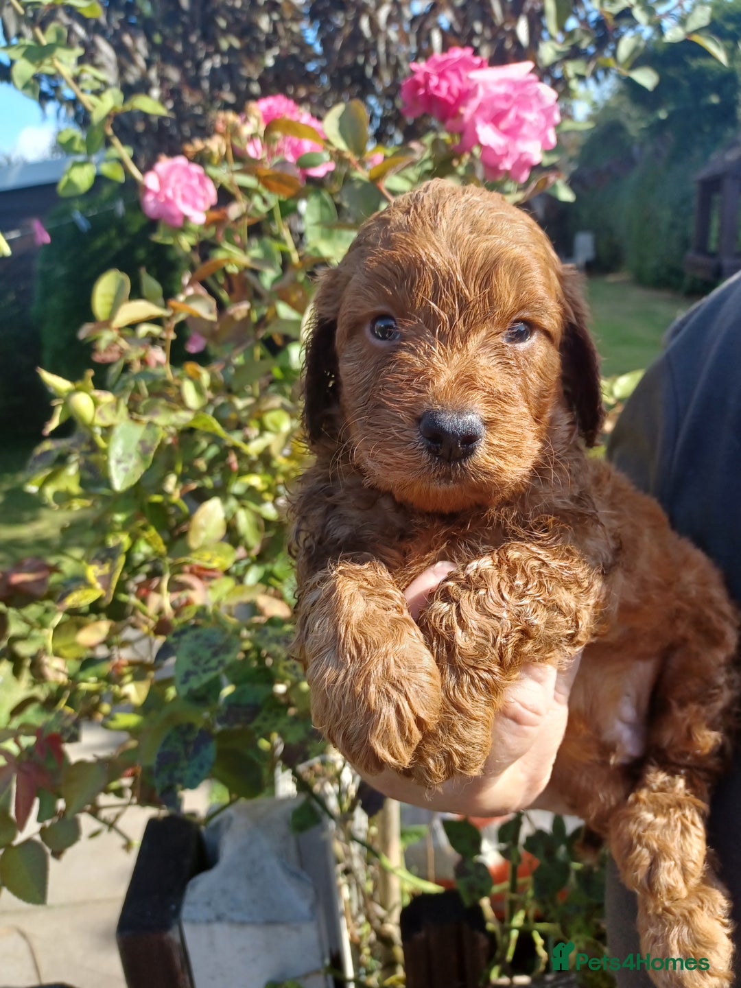 Cockapoo dogs for sale: Last one cockerpoo boy foxred  - Image 16