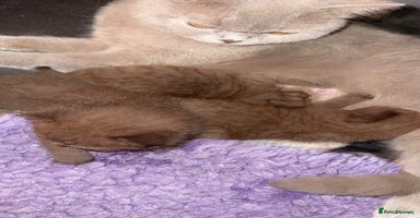 British Shorthair cats - Advert 16