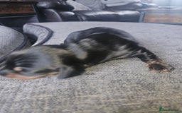 Dachshund dogs for sale: 3/4 Dachsunds  - Image 25