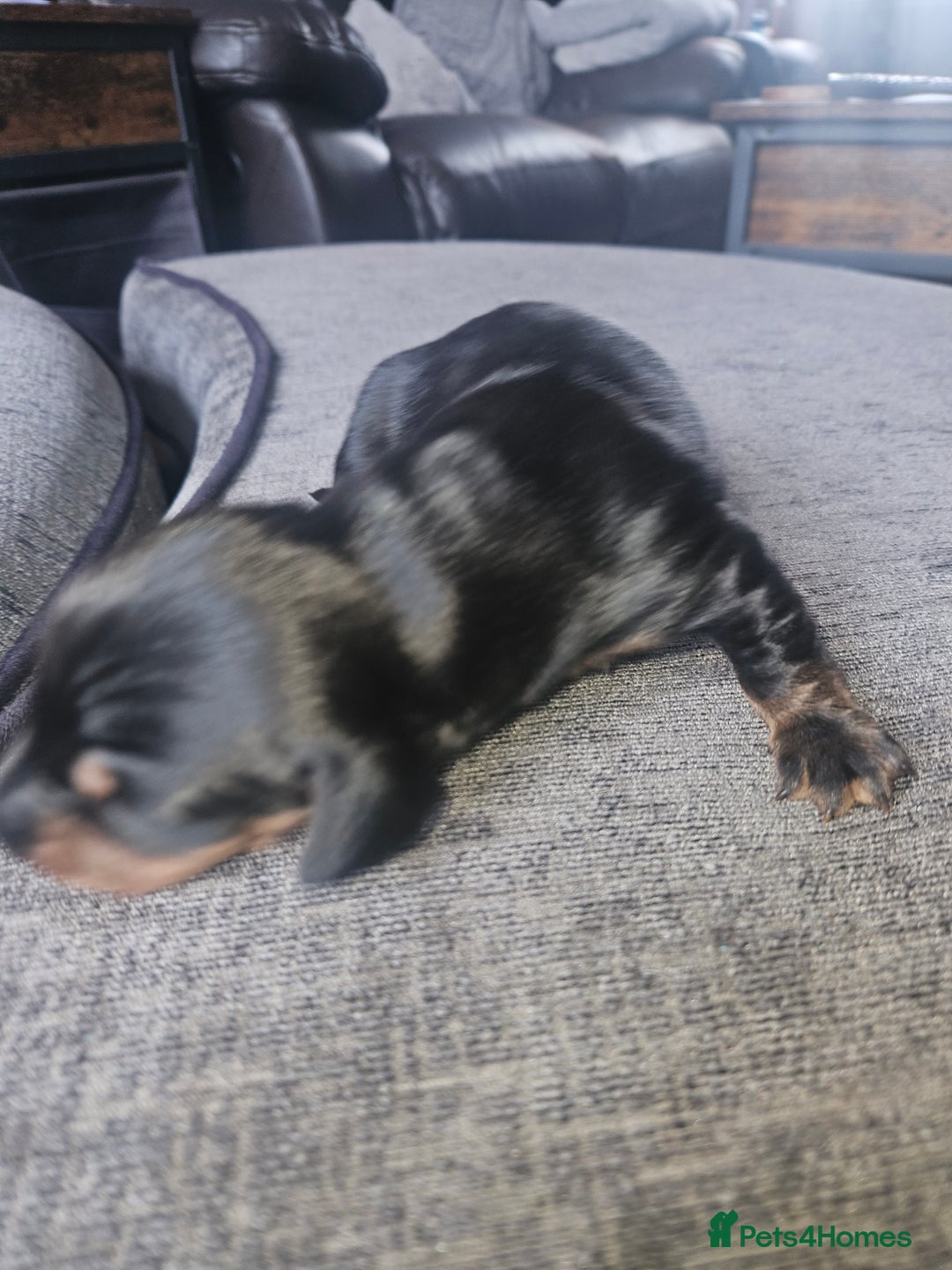 Dachshund dogs for sale: 3/4 Dachsunds  - Image 25
