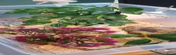 Corn Snake reptiles for sale: Beautiful female anery cornsnake in Oxted - Advert 5