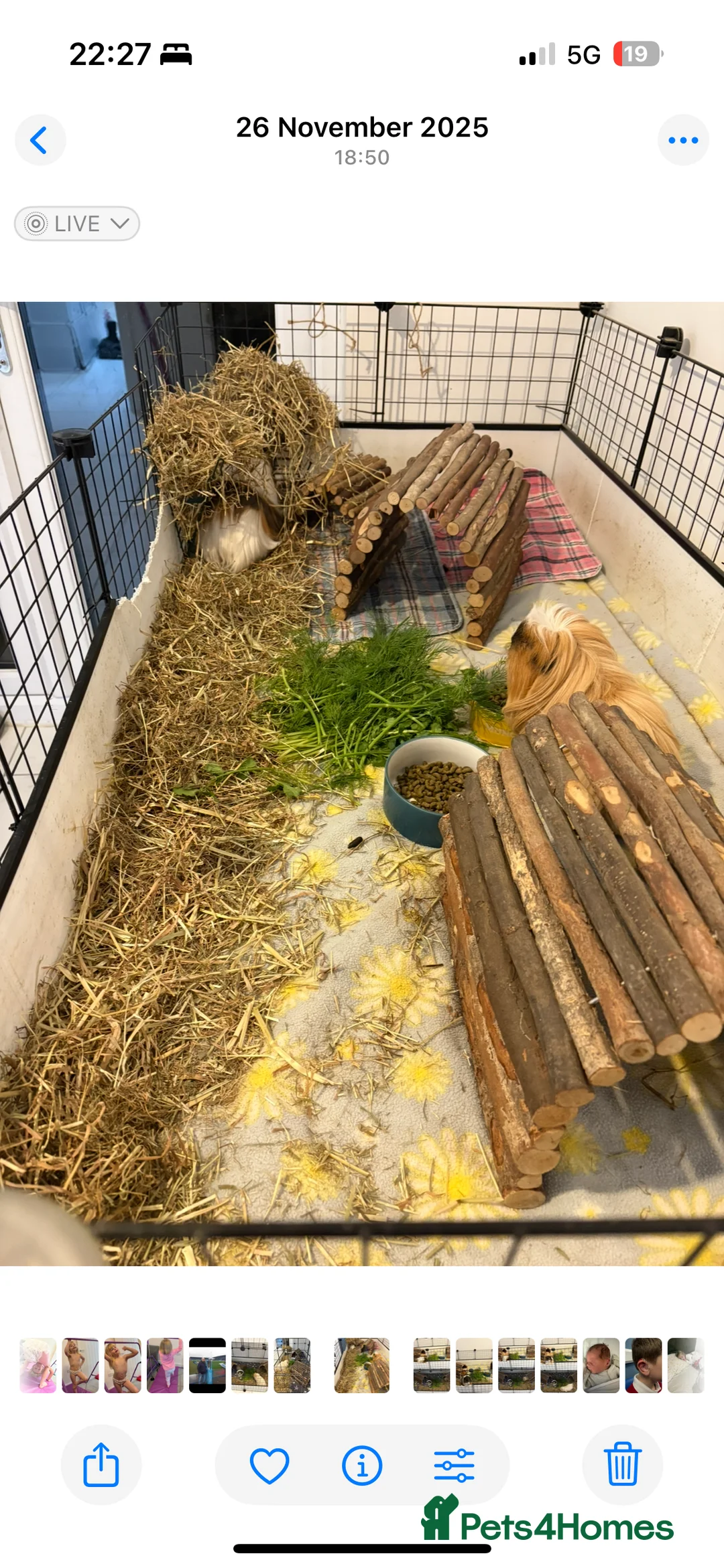 Guinea Pig rodents for sale: 2 Male Guinea Pigs  - Advert 4