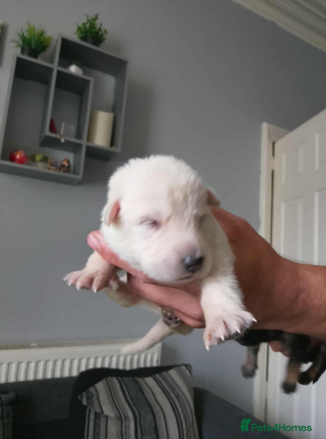 German Shepherd dogs for sale: Beautiful chunky German shepherd pups - Image 3