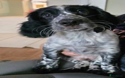 Cocker Spaniel dogs for sale: 4x Cocker Spaniel pups blue roan READY TO GO - Image 7