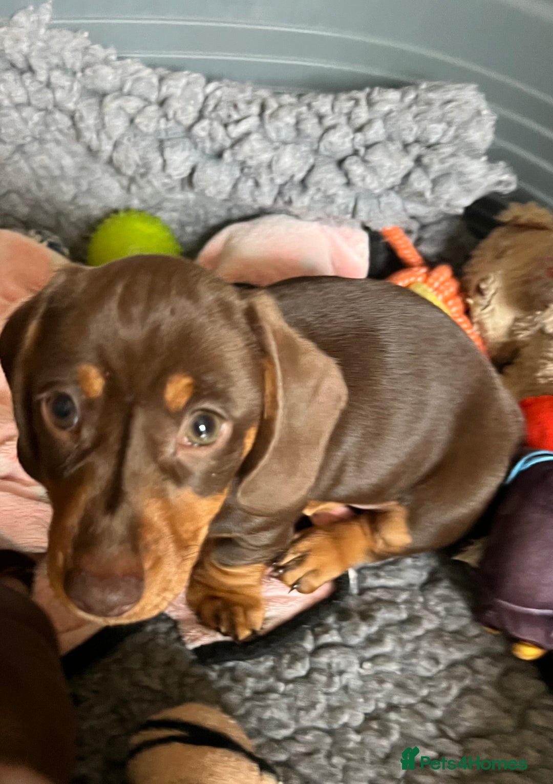Miniature Dachshund dogs for sale: Ready Now! 3 male miniature smooth dachshunds - Advert 5