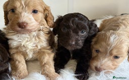 Cockapoo dogs for sale: F1 Cockapoo’s  - Image 7