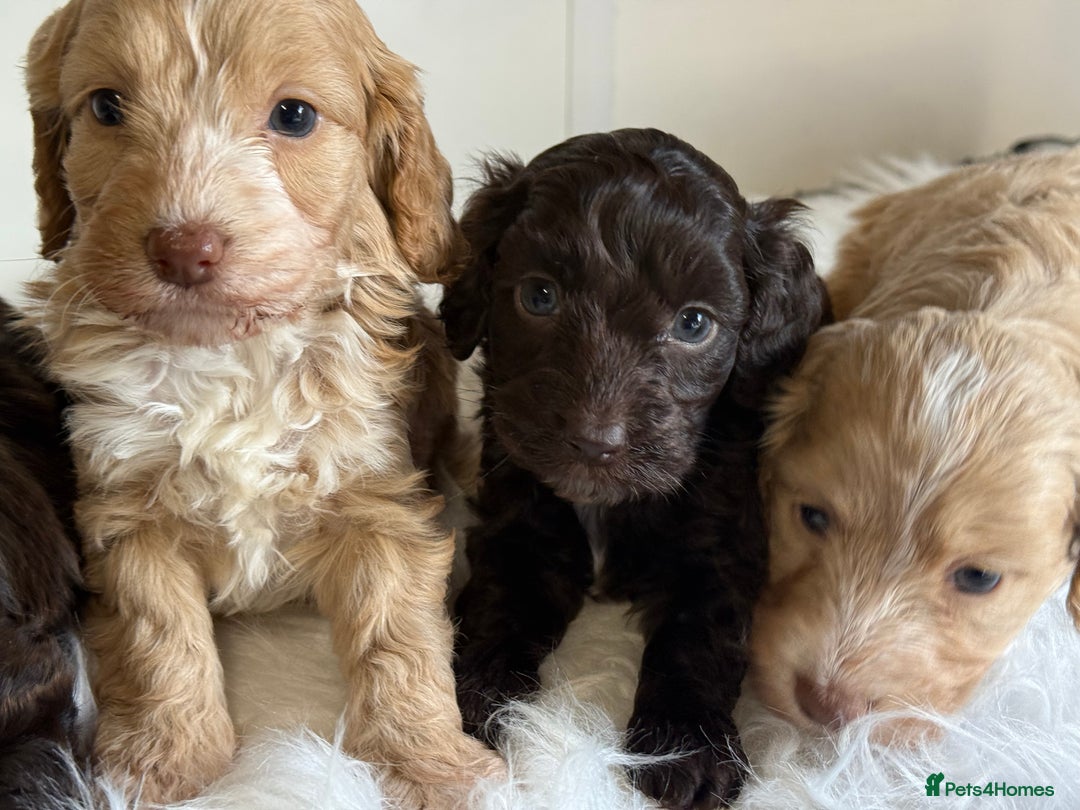 Cockapoo dogs for sale: F1 Cockapoo’s  - Image 7