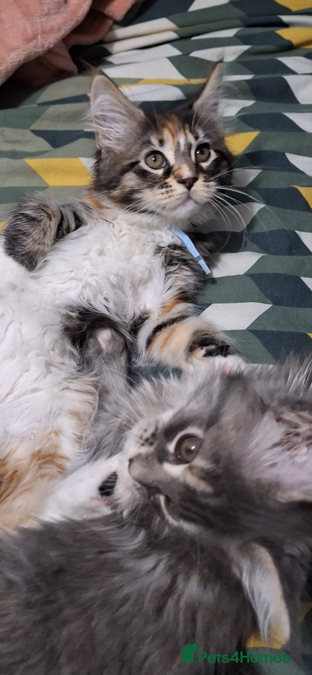 Maine Coon cats for sale: 😻 Ready Now 😻 Fluff Playful Maine Coon Kittens😻 - Advert 17