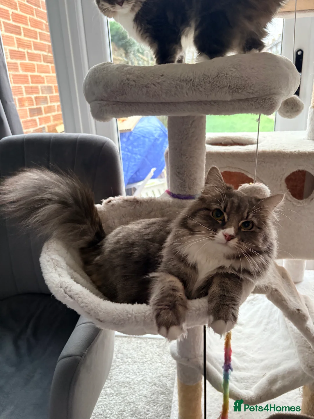 Mixed Breed cats for sale: 3 fluffy grey females - to go together  - Advert 1