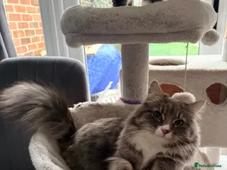 Mixed Breed cats 3 fluffy grey females - prices for all 3 - Advert 9