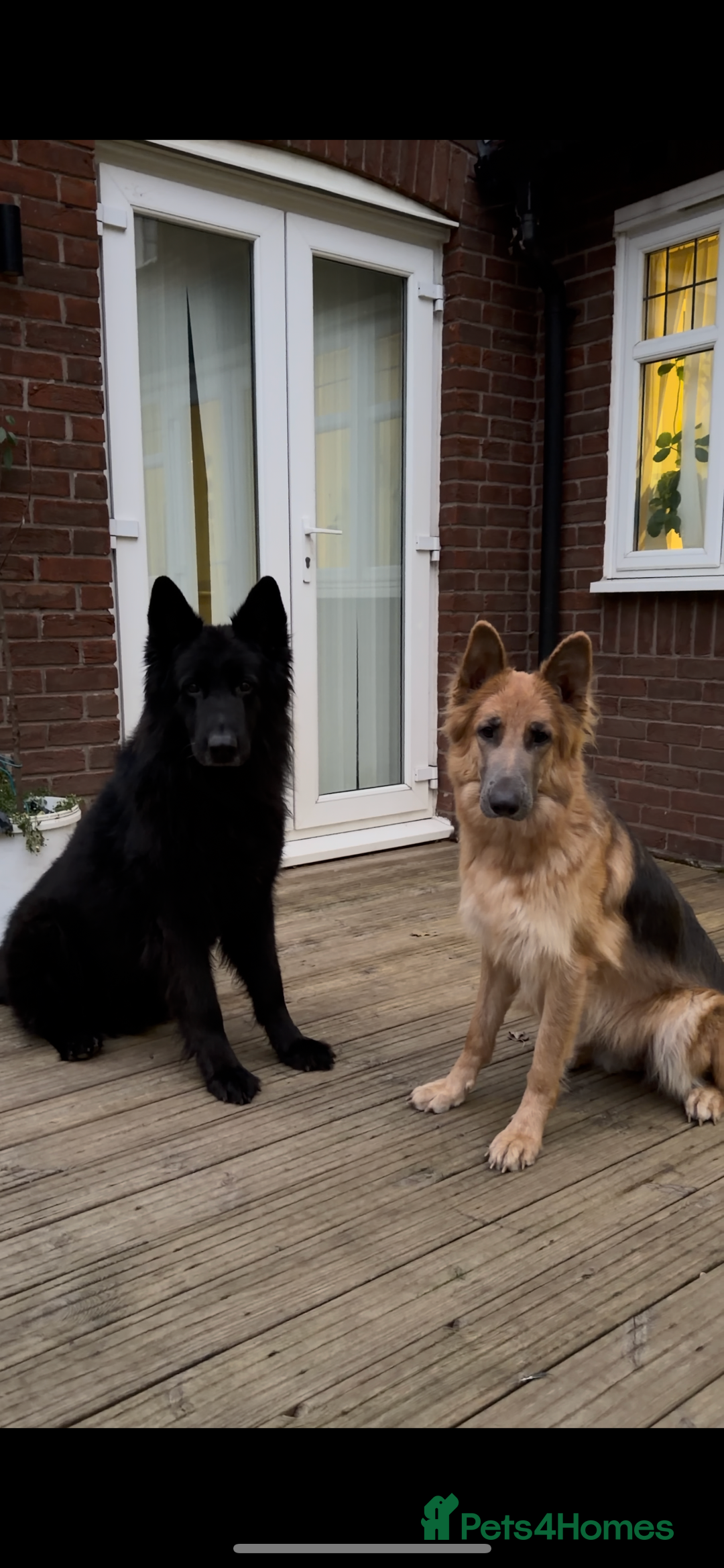 German Shepherd dogs for sale: *1 LEFT* RARE BLUE/BLACK KC REG GSD PUPS 💙 🐾 - Advert 5