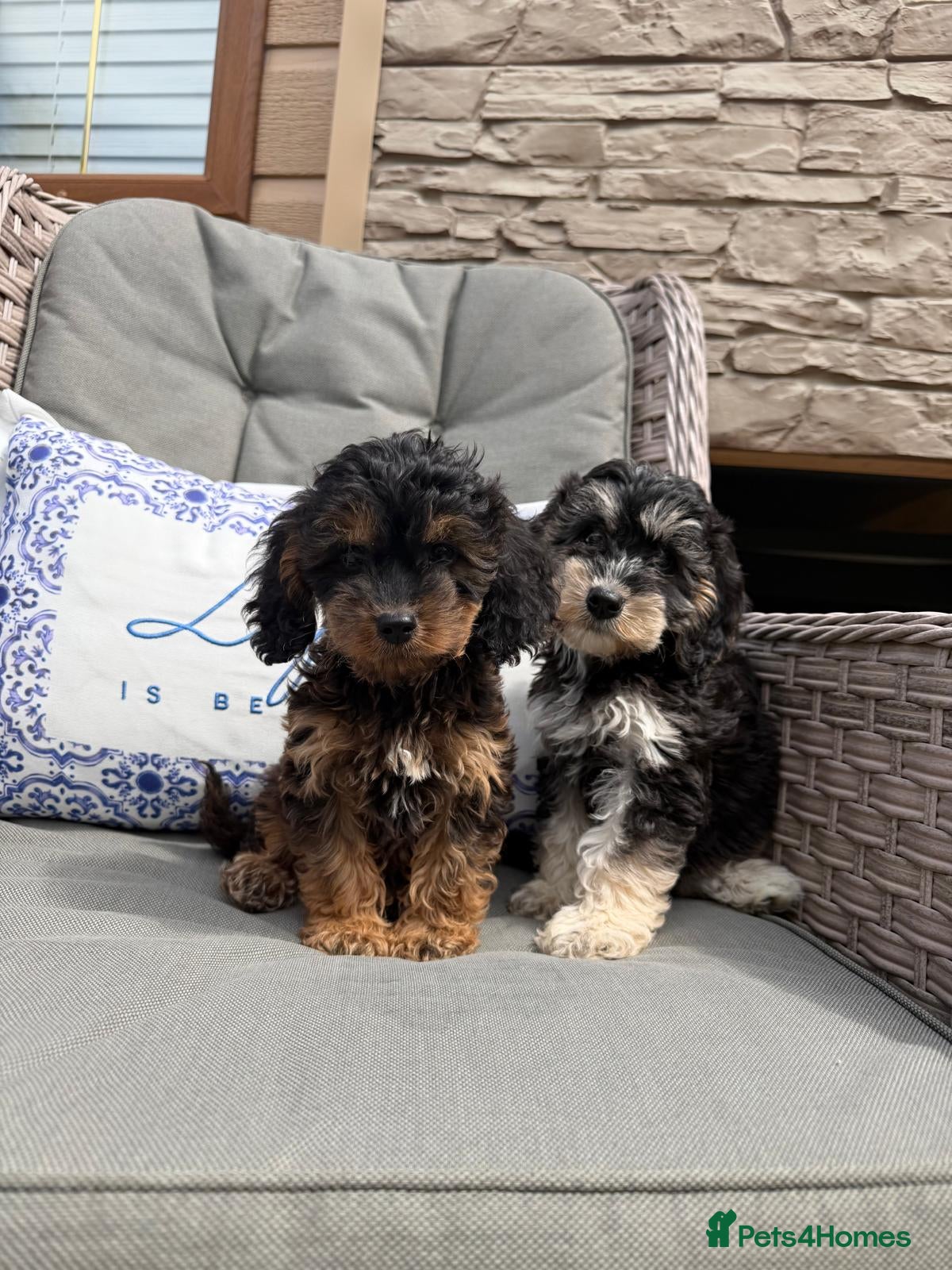 Cockapoo dogs F1 PRA CLEAR COCKAPOOS(council licensed breeder) - Advert 2