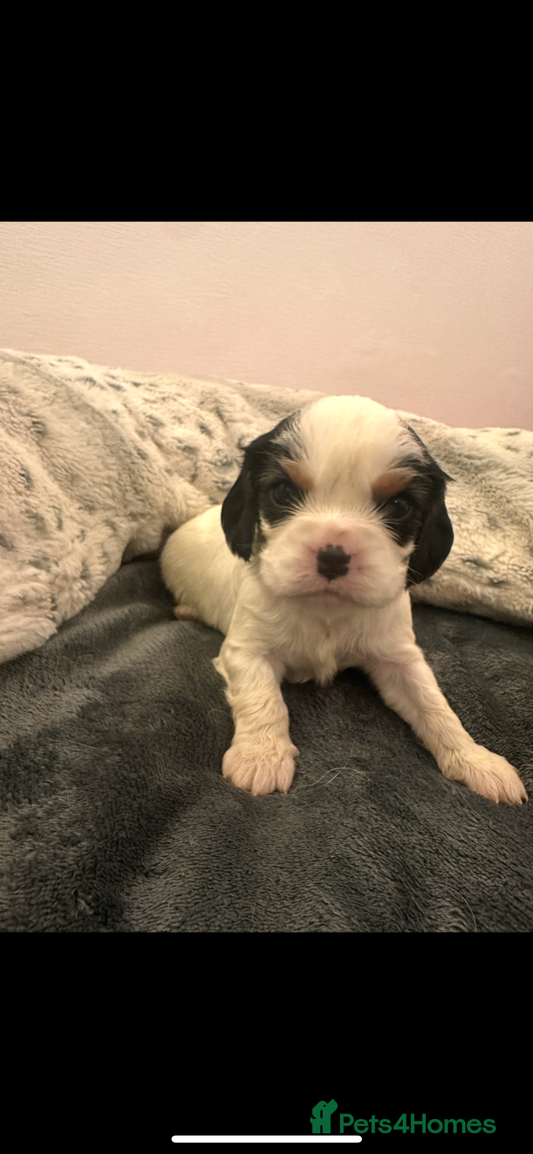 Cavalier King Charles Spaniel dogs for sale: DNA health tested, much loved cavaliers - Image 8