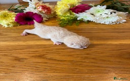 British Shorthair cats for sale: 5 TICA BRITISH SHORTHAIRED KITTENS - Image 21
