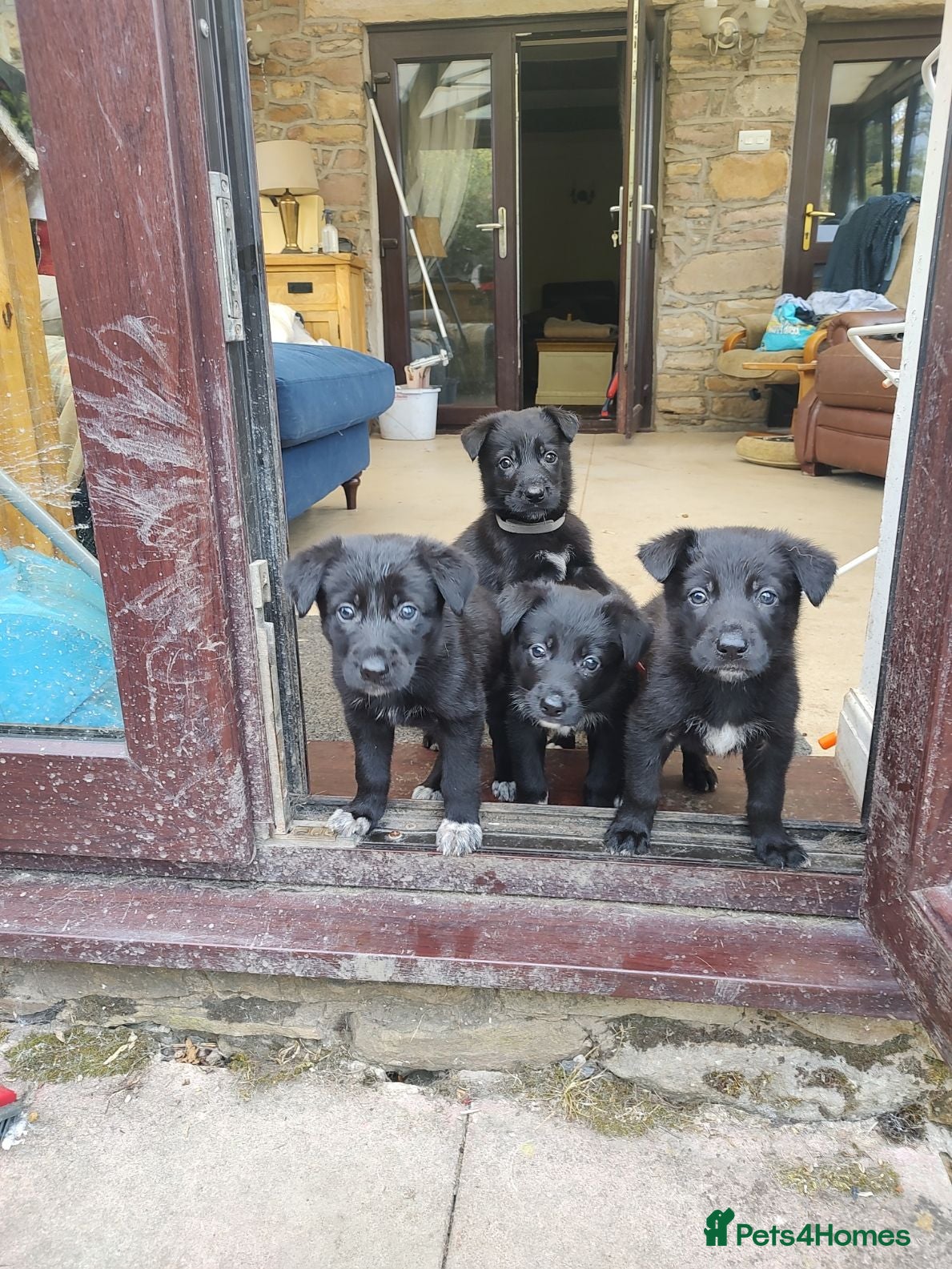 Mixed Breed dogs German Shepherd - Collie puppies - Advert 2