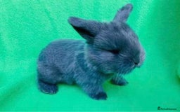 Mini Lop rabbits for sale: MINI LOP BUNNIES - PEDIGREE  - Image 8