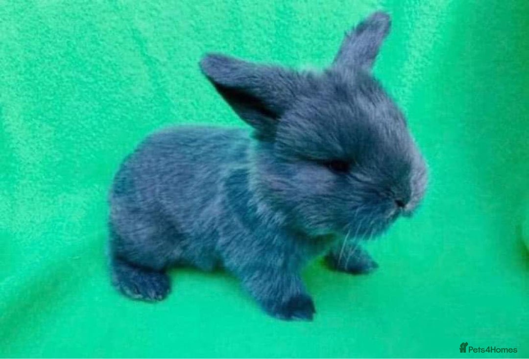 Mini Lop rabbits for sale: MINI LOP BUNNIES - PEDIGREE  - Image 8