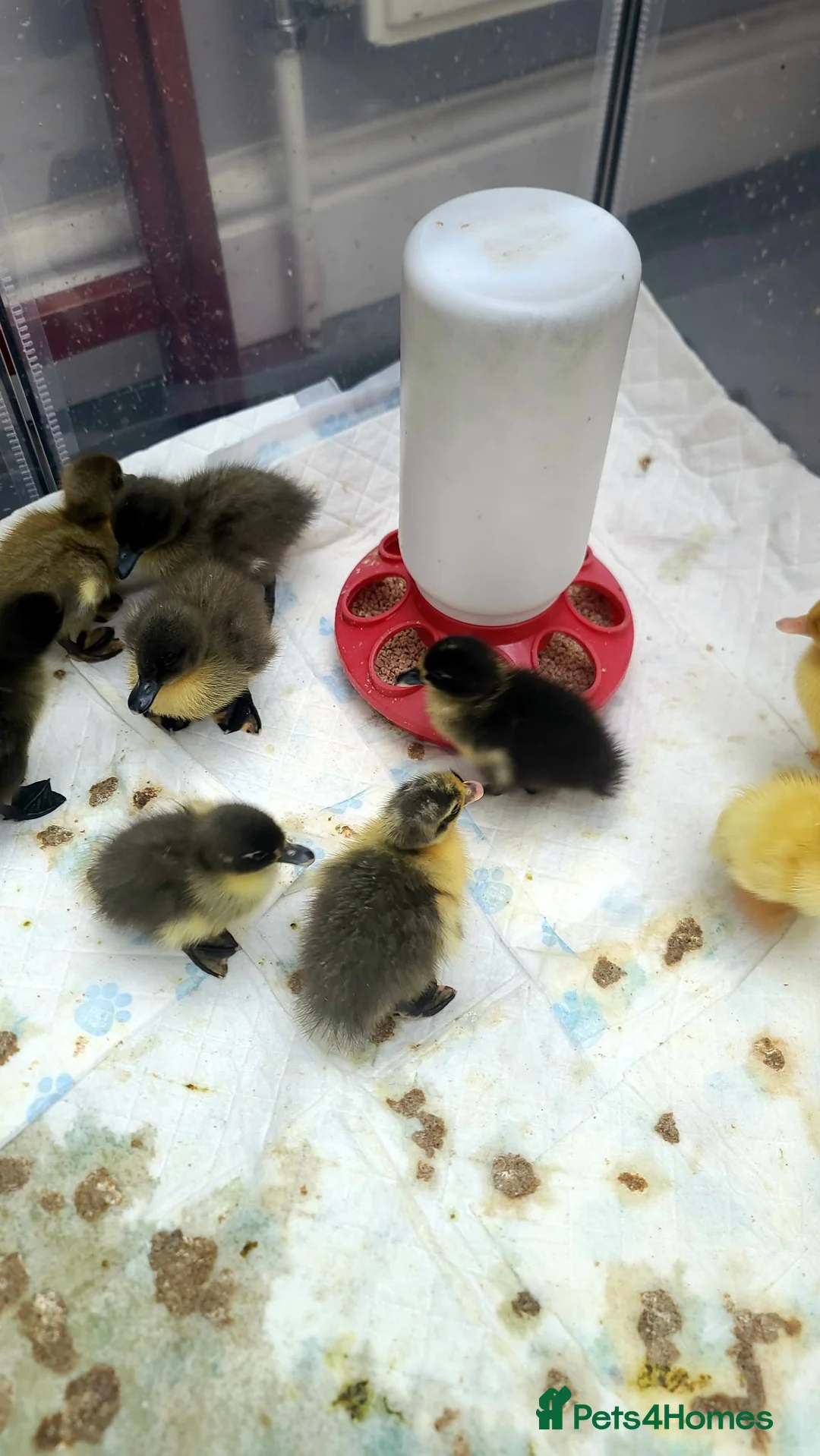 Ducks poultry for sale: Mixed Ducklings For Sale - Advert 6