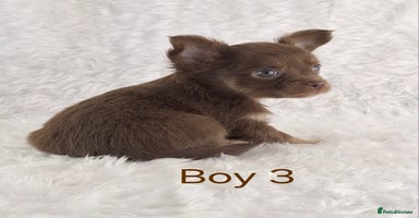Chihuahua dogs - Advert 7