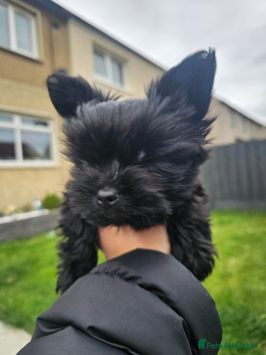 Yorkshire Terrier dogs for sale: SmaltypeYorkshire terrier Chocolate/black IHR.e.V  - Image 7