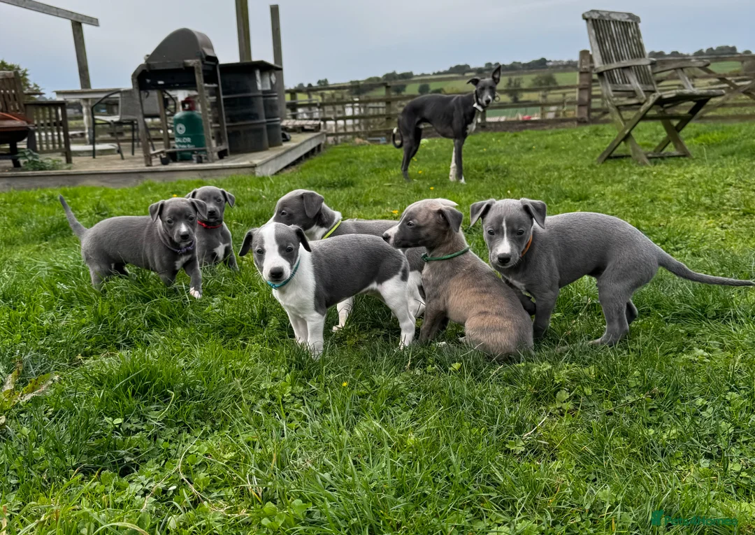 Whippet dogs for stud: Outstanding Small KC Stud - Denebridge Octavius - Advert 2