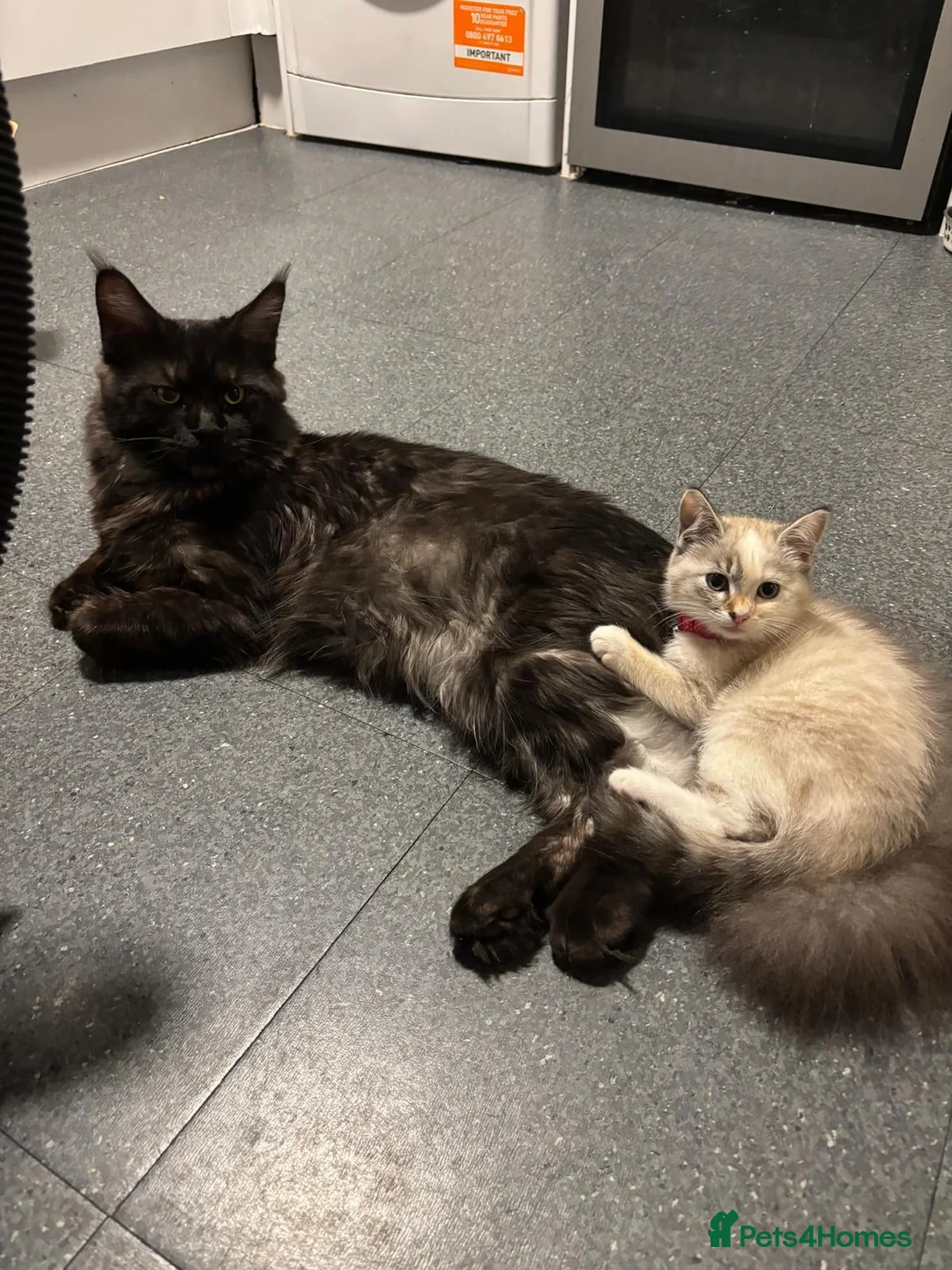 Mixed Breed cats for sale: Blue eyes mix ragdoll girl - Advert 1