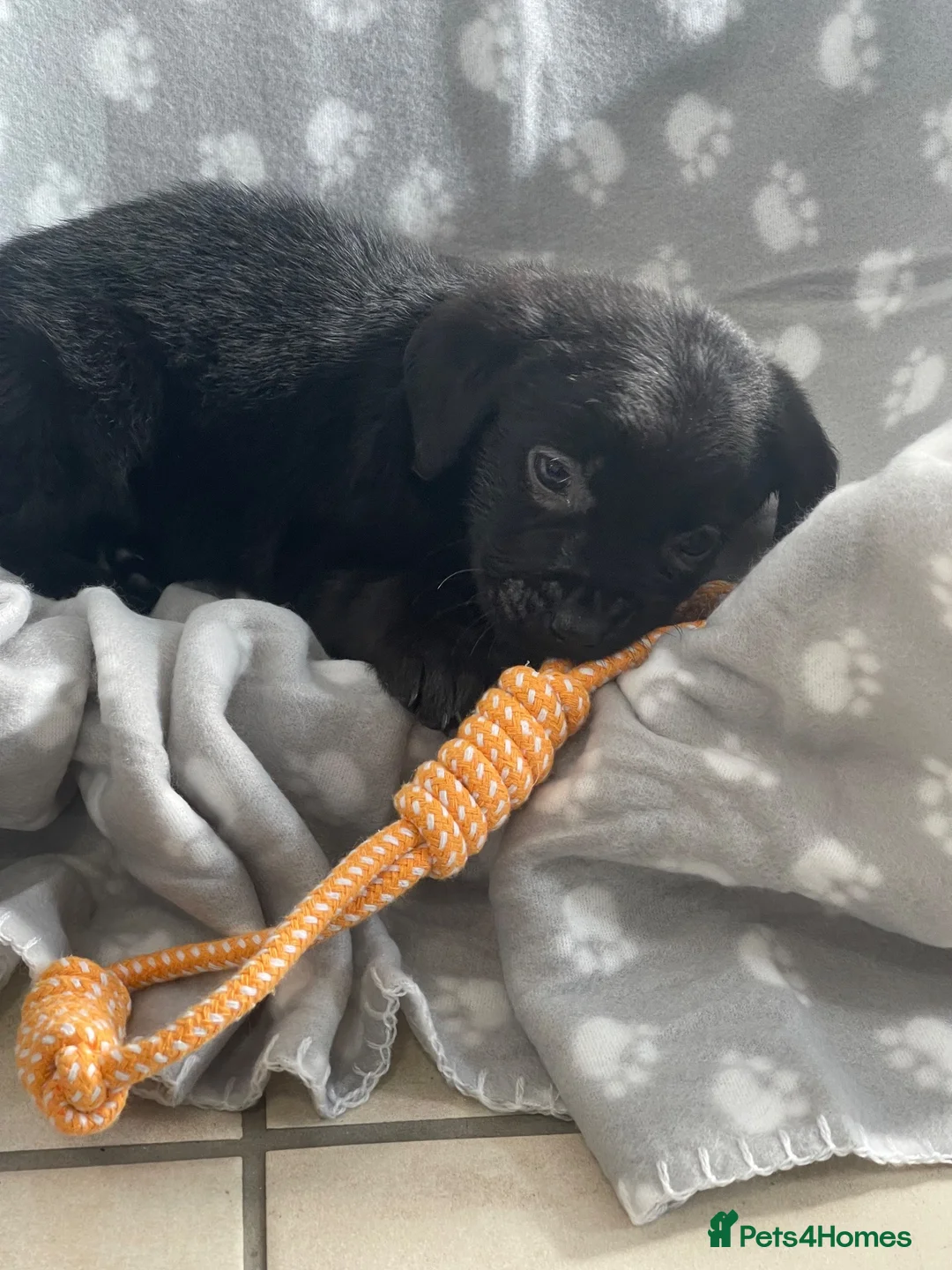 Labrador Retriever dogs for sale: Gorgeous Labrador pups - Advert 19