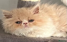 Ragdoll cats for sale: Stunning Ragdoll x Persian kittens.  - Image 13