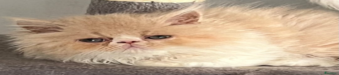 Ragdoll Kitten 4