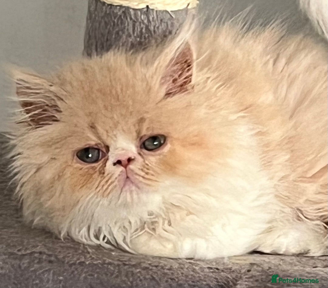 Ragdoll cats for sale: Stunning Ragdoll x Persian kittens.  - Image 13