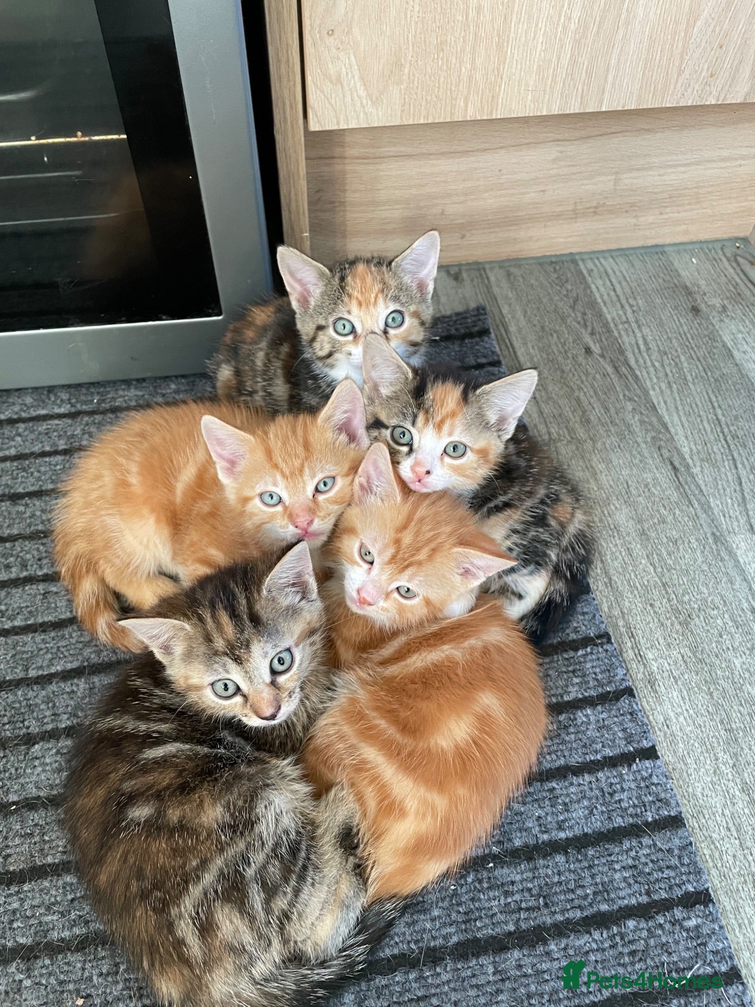Mixed Breed cats Adorable Kittens Looking for Their Forever Homes - Advert 4